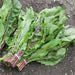 Chicory Seed (Red Stem ) Italian Dandelion,Vegetable Seeds ! - Caribbean garden seed