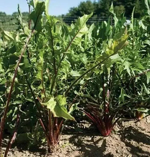 Chicory Seed (Red Stem ) Italian Dandelion,Vegetable Seeds ! - Caribbean garden seed