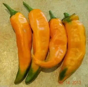 Chilhuacle Amarillo Pepper seed- Capsicum annuum - Caribbean garden seed