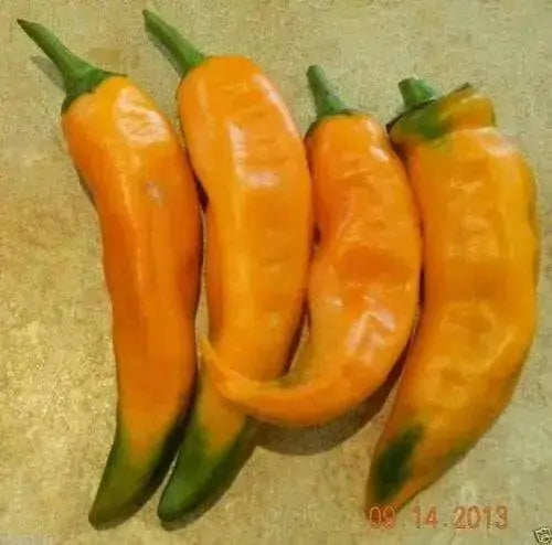 Chilhuacle Amarillo Pepper seed- Capsicum annuum - Caribbean garden seed