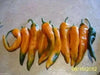 Chilhuacle Amarillo Pepper seed- Capsicum annuum - Caribbean garden seed