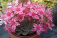 Chihuahua Flower Seeds - SUCCULENT (Tacitus bellus ) - Hardy Perennial Great pot plant! - Caribbean garden seed