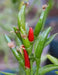 Chi-Chien, Hot Pepper SEEDS -Capsicum annuum, ASIAN VEGETABLE - Caribbean garden seed