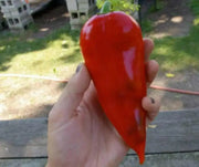 Chervena Chushka ,Sweet Pepper SEEDS (Capsicum annuum) - Caribbean garden seed