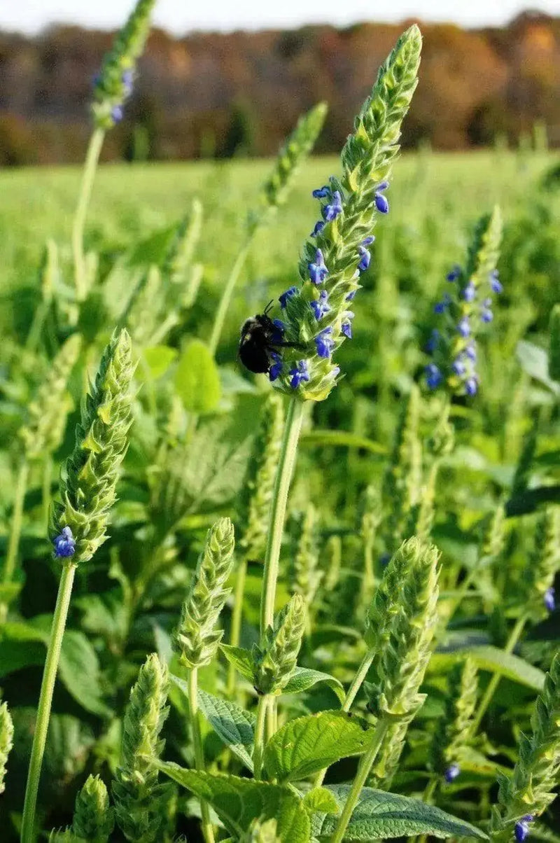 Chia Plant Seeds, An Ancient Superfood (Salvia hispanica) Organic, Untreated Seeds,Grow Your Own  Chia ! - Caribbean garden seed