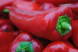Chervena Chushka ,Sweet Pepper SEEDS (Capsicum annuum) - Caribbean garden seed
