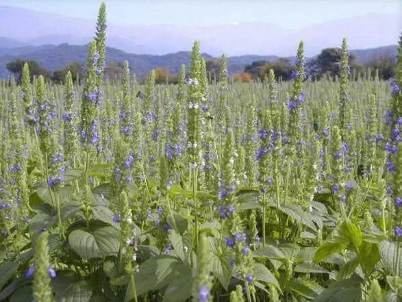 Chia Plant Seeds, An Ancient Superfood (Salvia hispanica) Organic, Untreated Seeds,Grow Your Own  Chia ! - Caribbean garden seed