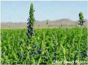 Chia Plant Seeds, An Ancient Superfood (Salvia hispanica) Organic, Untreated Seeds,Grow Your Own  Chia ! - Caribbean garden seed