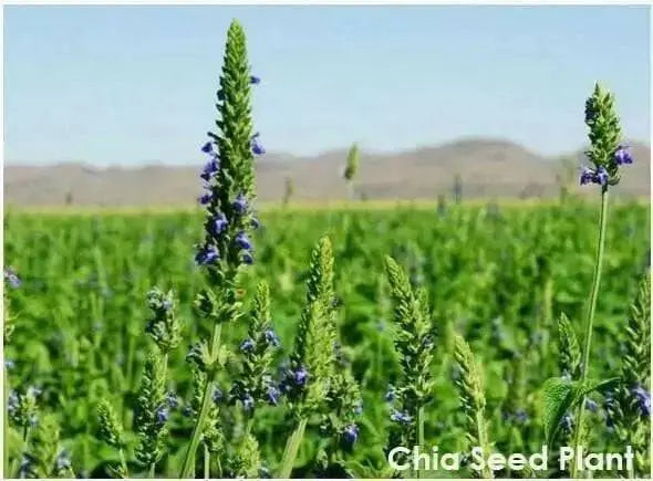 Chia Plant Seeds, An Ancient Superfood (Salvia hispanica) Organic, Untreated Seeds,Grow Your Own  Chia ! - Caribbean garden seed