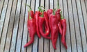 Chilhuacle Rojo Chile - 20 Seeds - Capsicum annuum, Rare, from Mexico’s - Caribbean garden seed