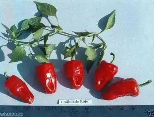 Chilhuacle Rojo Chile - 20 Seeds - Capsicum annuum, Rare, from Mexico’s - Caribbean garden seed