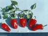 Chilhuacle Rojo Chile - 20 Seeds - Capsicum annuum, Rare, from Mexico’s - Caribbean garden seed