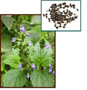 Chia Seeds, An Ancient Superfood - BULK -Ready to use superfood - Caribbean garden seed