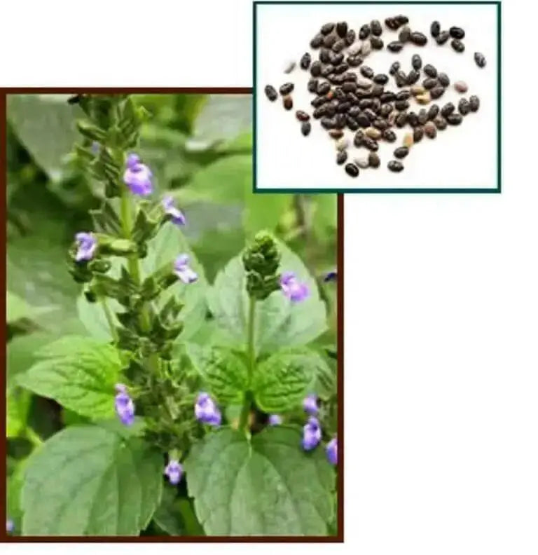 Chia Seeds, An Ancient Superfood - BULK -Ready to use superfood - Caribbean garden seed