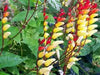 Chilean Glory Vine (Eccremocarpus Scaber Mix) the perfect flowering plant for hummingbirds ! - Caribbean garden seed