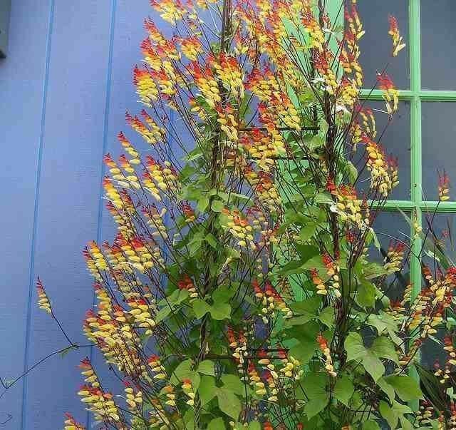 Chilean Glory Vine (Eccremocarpus Scaber Mix) the perfect flowering plant for hummingbirds ! - Caribbean garden seed