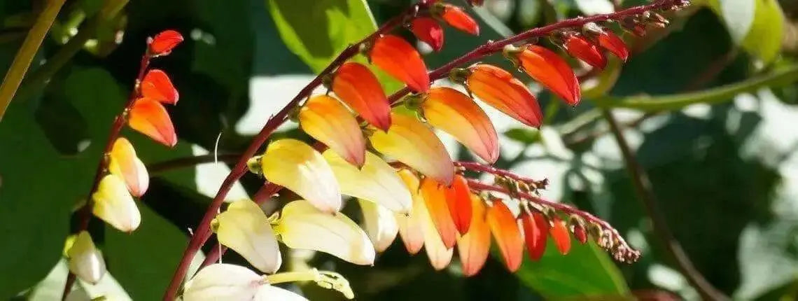 Chilean Glory Vine (Eccremocarpus Scaber Mix) the perfect flowering plant for hummingbirds ! - Caribbean garden seed