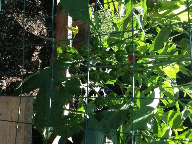 Cherry Bomb , HOT PEPPER SEEDS ( Capsicum annuum ) Medium heat - Caribbean garden seed