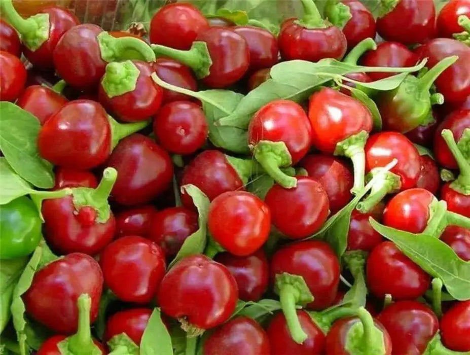 Cherry Bomb , HOT PEPPER SEEDS ( Capsicum annuum ) Medium heat - Caribbean garden seed