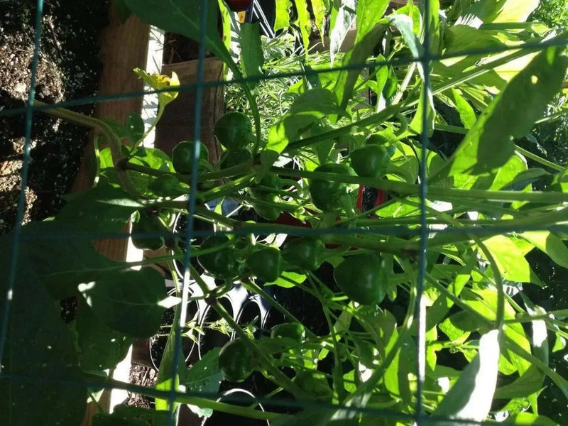 Cherry Bomb , HOT PEPPER SEEDS ( Capsicum annuum ) Medium heat - Caribbean garden seed