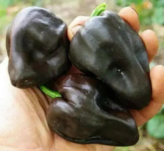 Chilhuacle Negro 'Hot Pepper Seed (Capsicum annuum)Heirloom. - Caribbean garden seed