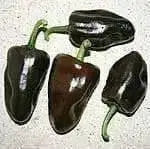 Chilhuacle Negro 'Hot Pepper Seed (Capsicum annuum)Heirloom. - Caribbean garden seed