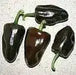 Chilhuacle Negro 'Hot Pepper Seed (Capsicum annuum)Heirloom. - Caribbean garden seed