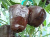 Chilhuacle Negro 'Hot Pepper Seed (Capsicum annuum)Heirloom. - Caribbean garden seed