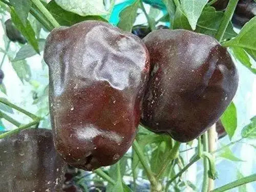 Chilhuacle Negro 'Hot Pepper Seed (Capsicum annuum)Heirloom. - Caribbean garden seed