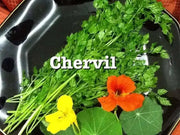 Chervil HERB SEEDS - Caribbean garden seed