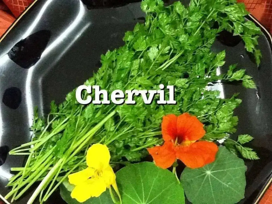 Chervil HERB SEEDS - Caribbean garden seed