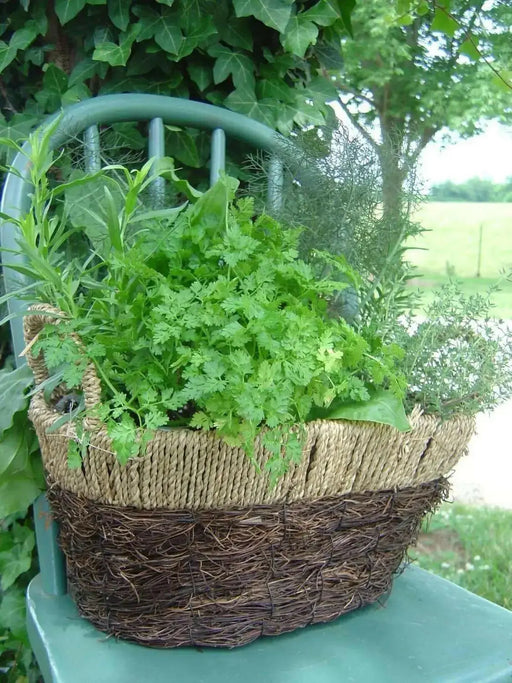 Chervil HERB SEEDS - Caribbean garden seed