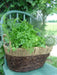 Chervil HERB SEEDS - Caribbean garden seed
