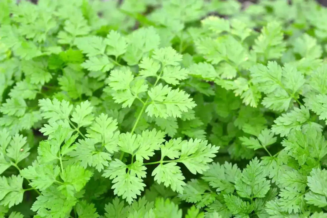 Chervil HERB SEEDS - Caribbean garden seed