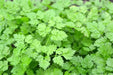 Chervil HERB SEEDS - Caribbean garden seed