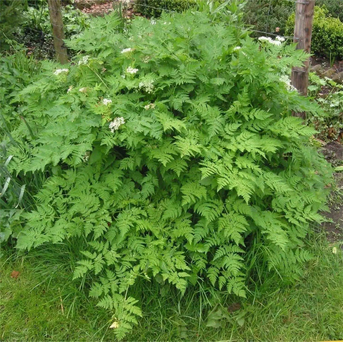 Chervil HERB SEEDS - Caribbean garden seed