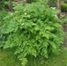 Chervil HERB SEEDS - Caribbean garden seed