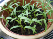 Chervil HERB SEEDS - Caribbean garden seed