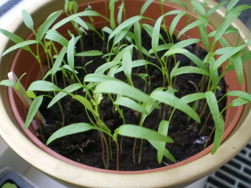 Chervil HERB SEEDS - Caribbean garden seed
