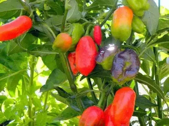 Chili Pepper, Hot Pepper 'Cajamarca'  Seeds (Capsicum chinense) from peru - Caribbean garden seed
