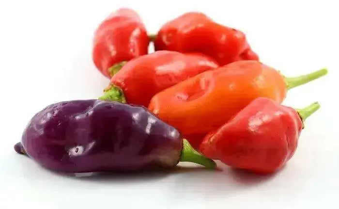 Chili Pepper, Hot Pepper 'Cajamarca'  Seeds (Capsicum chinense) from peru - Caribbean garden seed