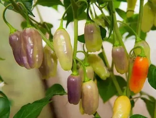 Chili Pepper, Hot Pepper 'Cajamarca'  Seeds (Capsicum chinense) from peru - Caribbean garden seed