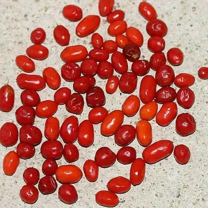 Chili Pepper Bird Aji-10 Seeds, Very Hot (Capsicum baccatum) HEIRLOOM - Caribbean garden seed