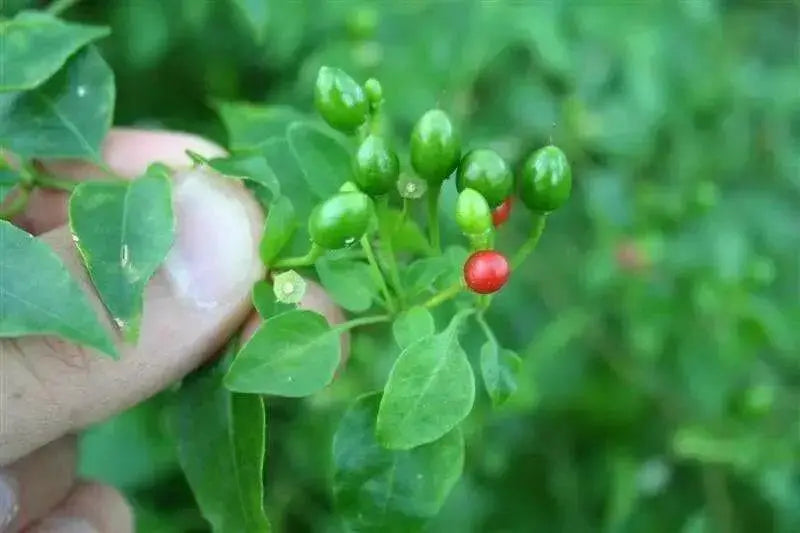 Chili Pepper Bird Aji-10 Seeds, Very Hot (Capsicum baccatum) HEIRLOOM - Caribbean garden seed