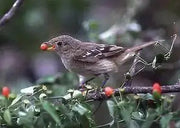 Chili Pepper Bird Aji-10 Seeds, Very Hot (Capsicum baccatum) HEIRLOOM - Caribbean garden seed