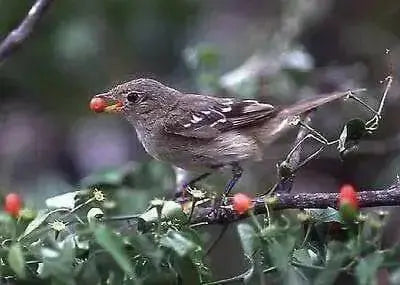 Chili Pepper Bird Aji-10 Seeds, Very Hot (Capsicum baccatum) HEIRLOOM - Caribbean garden seed