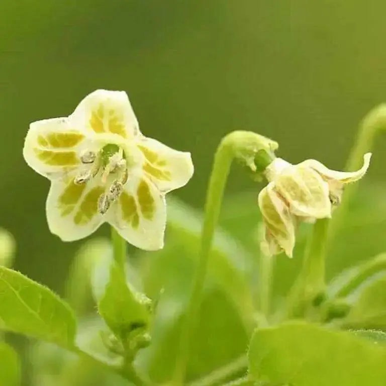 Chili Pepper Bird Aji-10 Seeds, Very Hot (Capsicum baccatum) HEIRLOOM - Caribbean garden seed