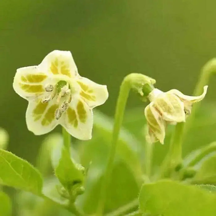 Chili Pepper Bird Aji-10 Seeds, Very Hot (Capsicum baccatum) HEIRLOOM - Caribbean garden seed