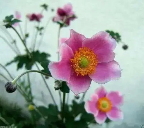 Chinese Anemone Seeds,Japanese Thimbleweed,Anemone hupehensis - Caribbean garden seed
