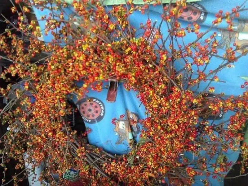 Chinese Bittersweet seeds, Celastrus angulatus. flowing vine - Caribbean garden seed